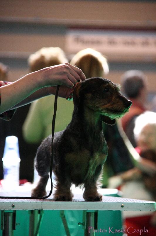 Crufts2011_2 884.jpg